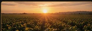 Campo ao pôr do sol